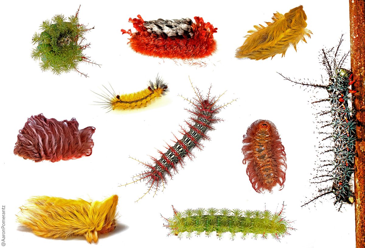 AaronPomerantz's tweet photo. Look, Don't Touch. The Spiny, Bright &amp; Venomous Caterpillars of Peru http://t.co/O4VE3mAd3v Some of my coolest finds http://t.co/V8Nen0HF1L