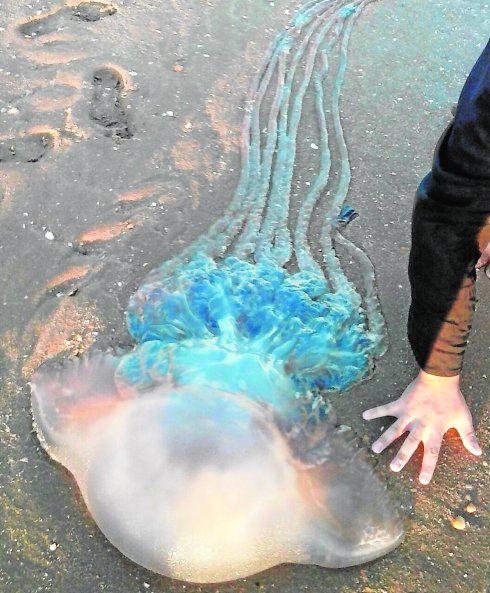 laverdad_es's tweet image. La 'supermedusa' no era del Mar Menor laverdad.es/murcia/comarca…