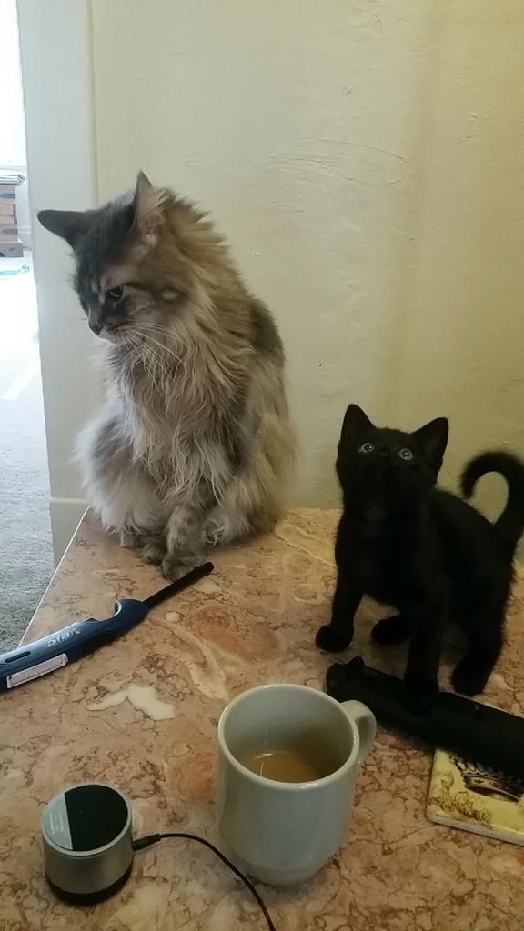 lanaskye88's tweet image. Best Buds #CatLady