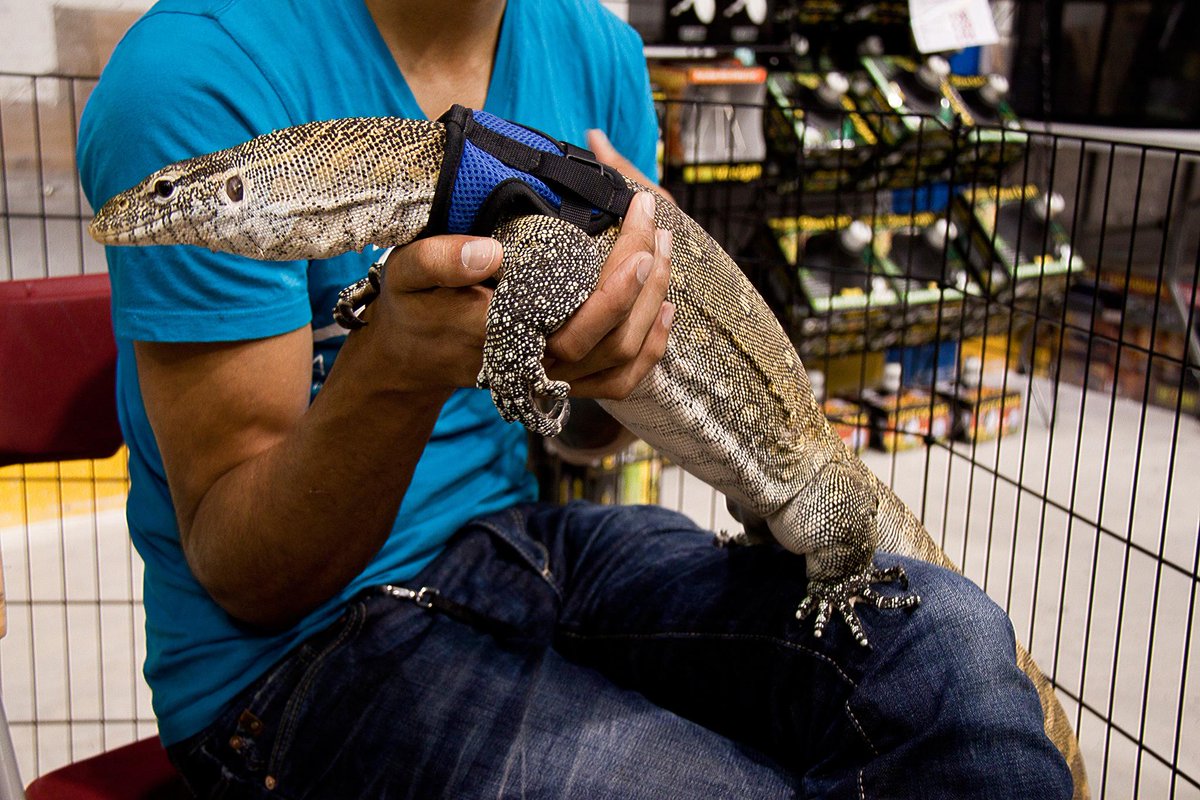 GauntletUofC's tweet photo. The Calgary Reptile Expo is slithering into town this weekend at the @MidSunCommunity: http://t.co/x047Xynqu8 http://t.co/ZNO51f3cUU