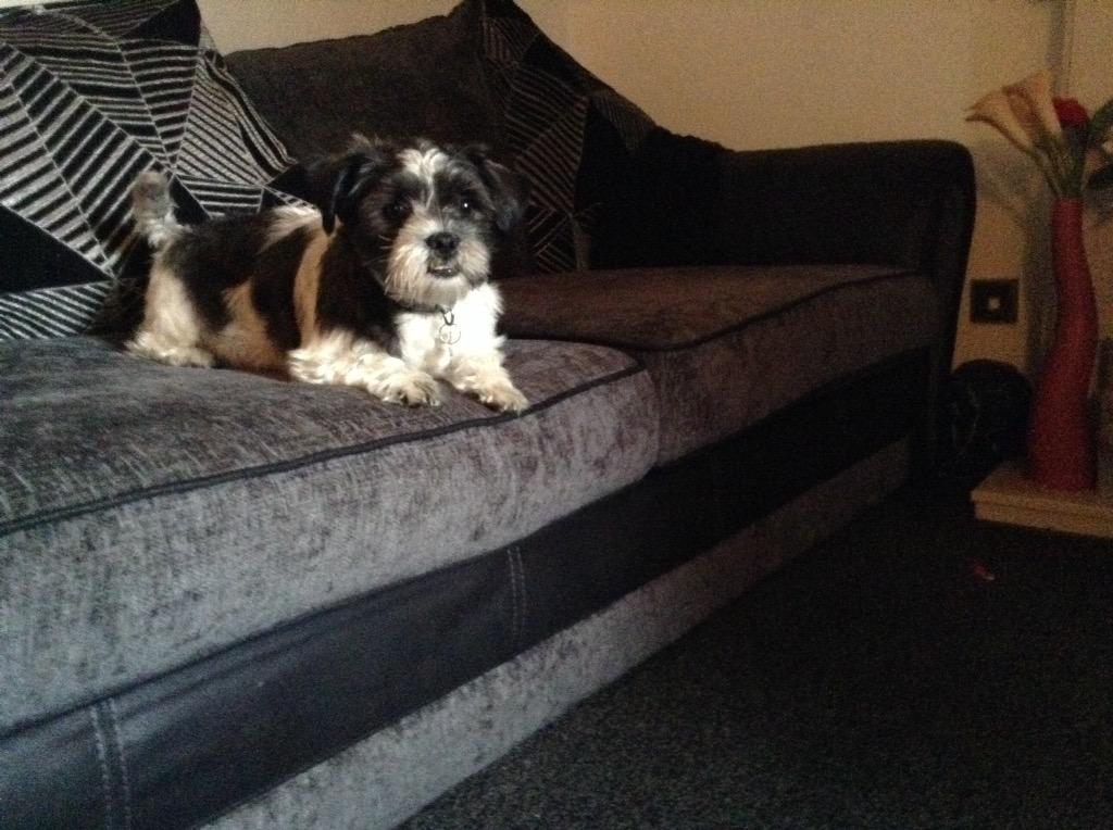 spikeandpatch's tweet image. Hanging out with my mate playing with my dog