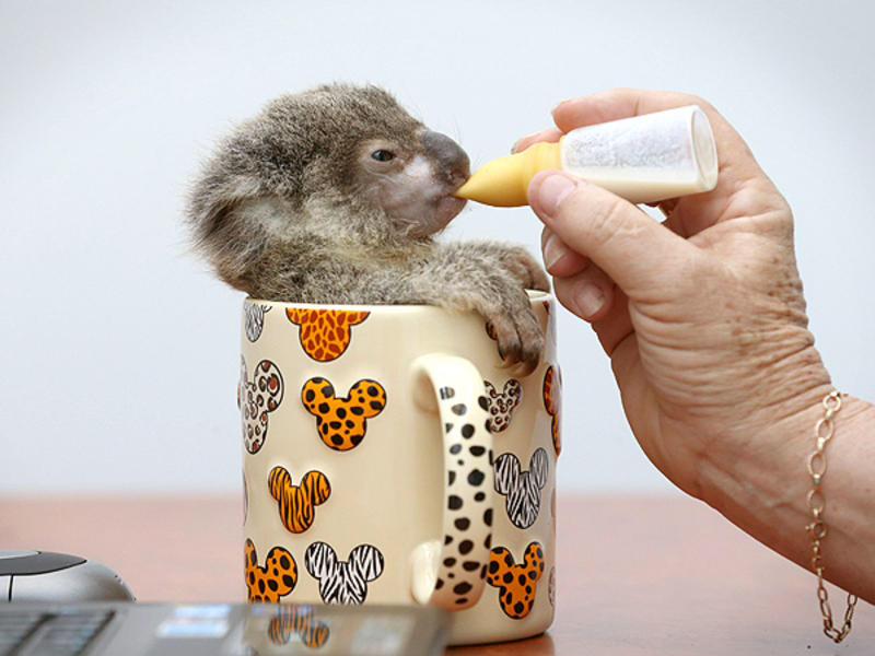 KathrynRBaker's tweet photo. @EmilyMonamy Pretty sure I can make some room! This guy will have to come along too though... http://t.co/AJwYozkXqR