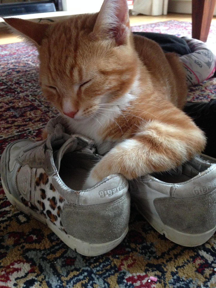 Vera van Ham tweet media