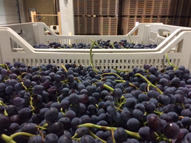 Corvina grapes ready for drying at Cantina Valpantena #harvest2015 #amarone.