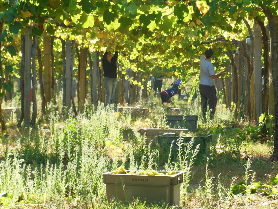 gourmetjournal's tweet photo. ¿Conoces los vinos de #Galicia? Date una vuelta con nosotros entre viñedos. http://t.co/az9DP3PK0s http://t.co/kwmqMLMojQ