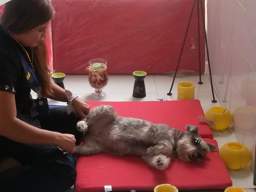 AnimalesTP's tweet photo. Aromaterapia para relajar tu perrito muy pronto en nuestro programa Domingos 10:00 am ♥ @TelepacificoTV http://t.co/0yqcrmCVMz