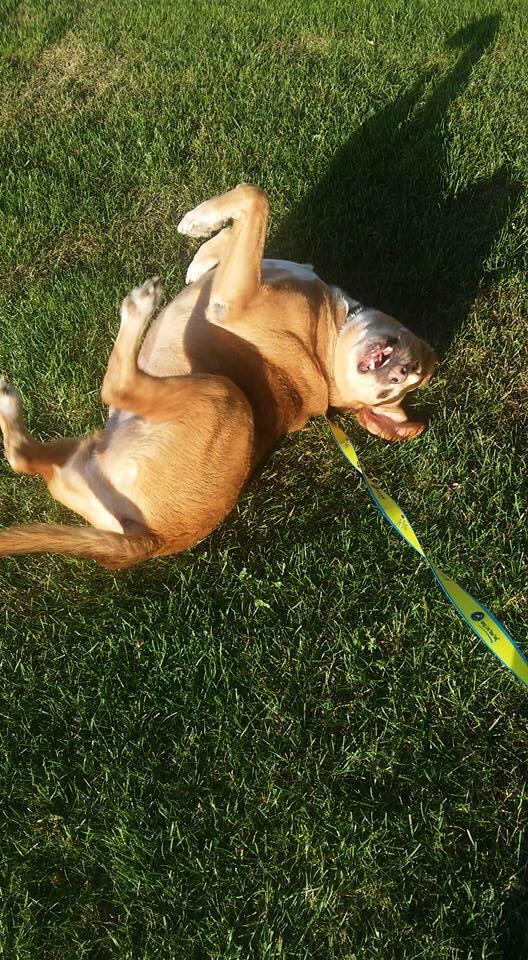 FpoPets's tweet image. Enjoying a roll in the grass! #fosterdog #Happiness #dogsofjoy @DaisyFuentes @LabradorsinNeed @johnlegend