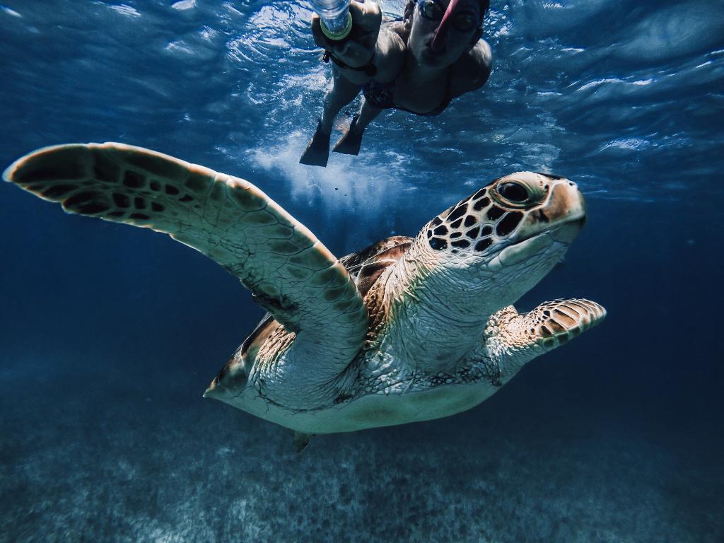 GoPro's tweet photo. Photo of the Day! Making new friends off the caribbean island Tintamerre. Image via Emma Richer. #GoPro http://t.co/geq3JKdrs9