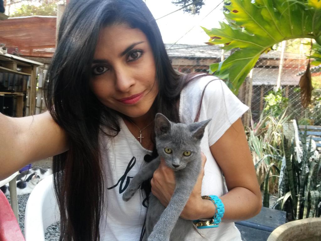 AnimalesTP's tweet photo. Mas de 200 gatitos esperan ser adoptados en @ParaisdlMascota ♡ @TelepacificoTV http://t.co/YeUv2taXSL