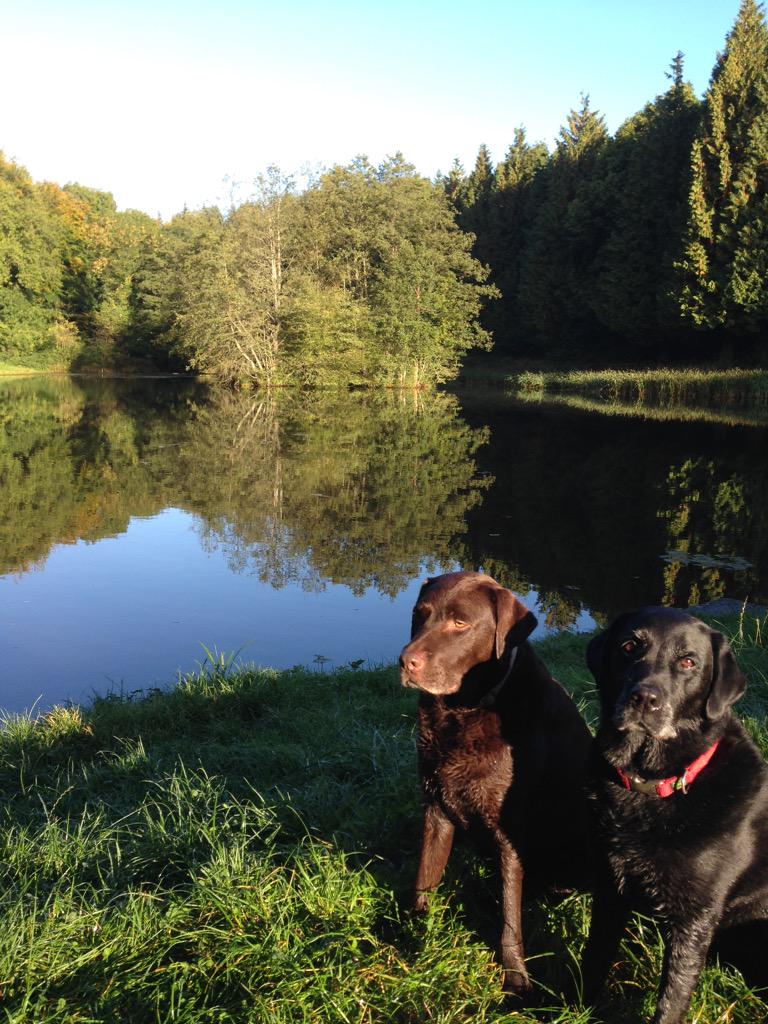 JohnnyHospice's tweet photo. Jake &amp; Arthur enjoyed today's walk in the #wyevalley 👍 @DeanWye #forestofdean #lake #labrador #Forest http://t.co/pOSeOIT9oy