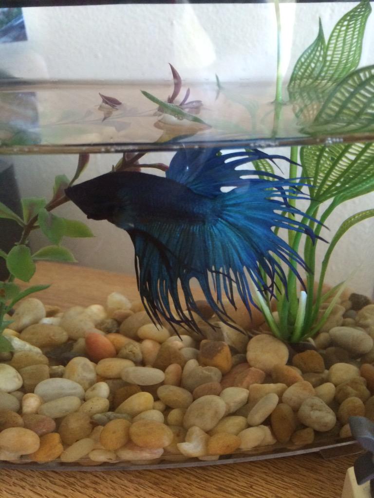 TaylorSchettino's tweet photo. Opie and his new fish friend Tobias!! #roommates #fishesons #opieandtobias http://t.co/Ts2vVBLc6N