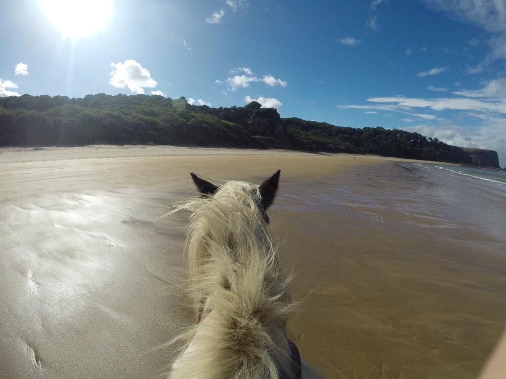 hmobaydeen's tweet photo. highlight of our trip to scotland: @seacliffstables ft molly 🐴 http://t.co/wtFc9cxRxe
