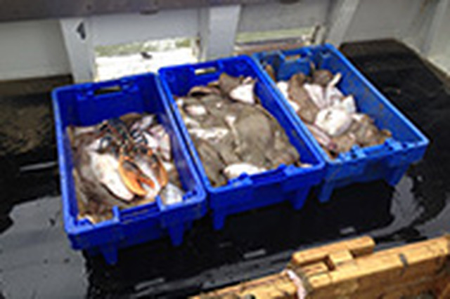 Fishmongers  -> Fish Wholesalers