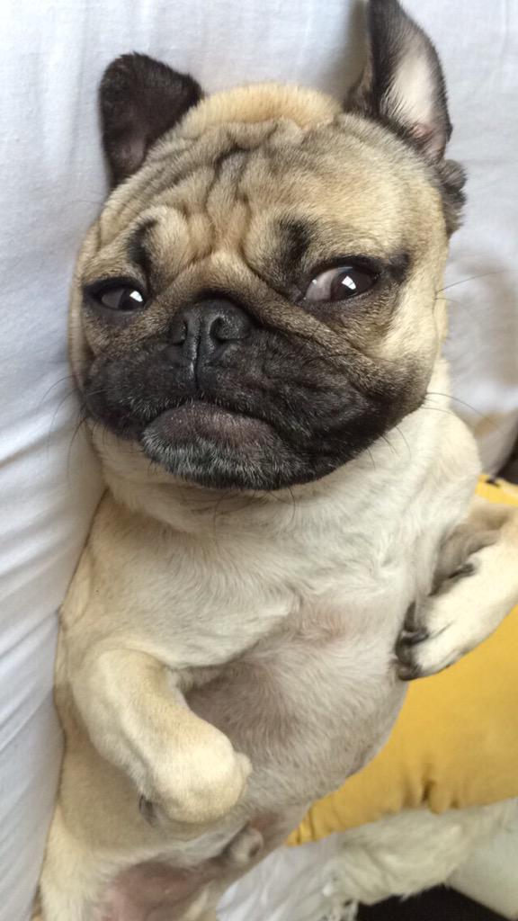 itsdougthepug's tweet photo. When u wake up from a nap and don't know what year it is http://t.co/Z5s2j5Vnth
