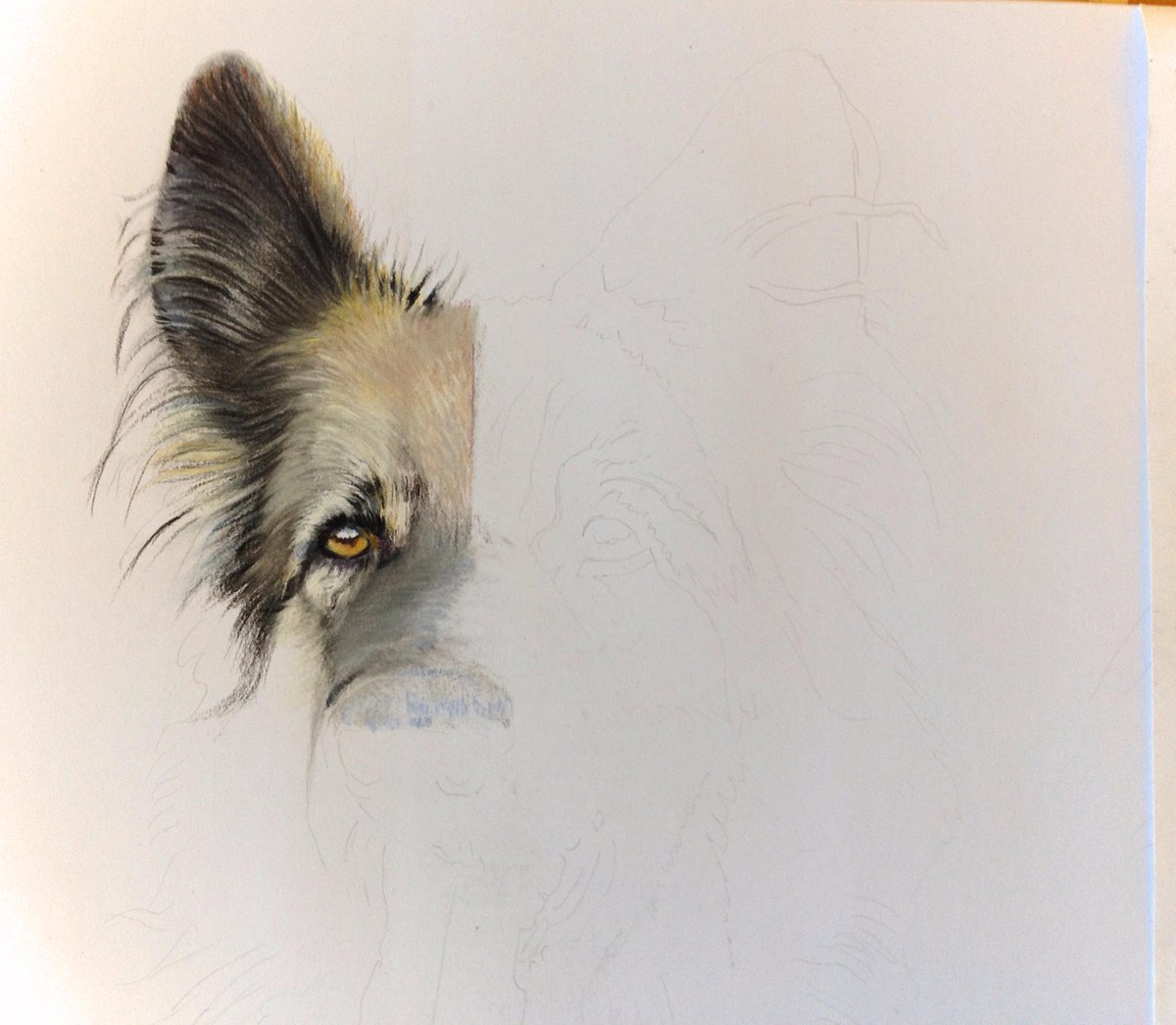 magichand9's tweet image. Just started drawing some #germanshepherds, #dogsoftwitter #dogsofjoy #pastel