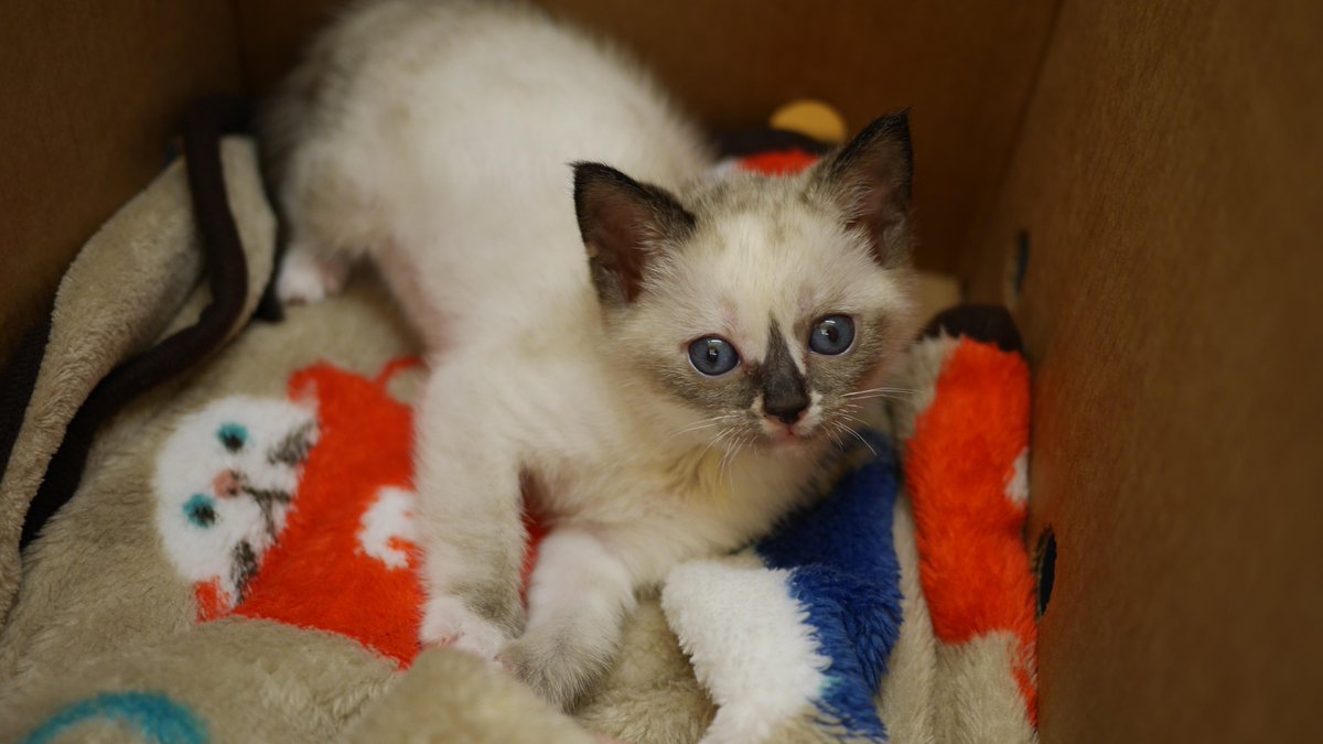 CppCon's tweet image. Get ready for a #CppCat update of cat-aclysmic proportions, folks! Introducing Angel, neé Schrödinger. #CppCon