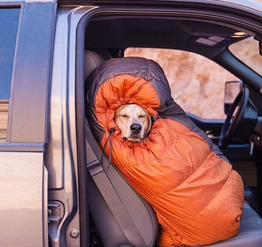 BuzzFeed's tweet image. #CampingWithDogs will give you the cutest case of wanderlust bzfd.it/1Wlid7r