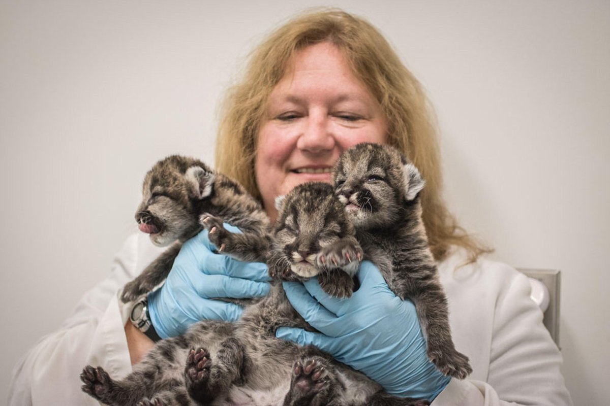 fotogAP's tweet photo. Majorly cute photos of rescued cougar cubs from the Oregon Zoo.  Just moved worldwide for The Associated Press. http://t.co/xdNxGTdvf9
