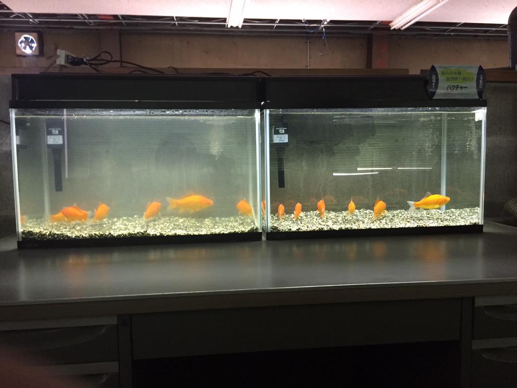 ファインドプラス Findplus Jp Twitter