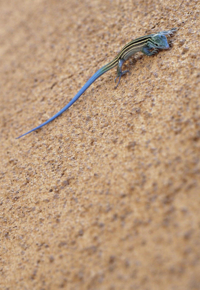 Sweptaway – Part 3 – Adaptation genomics of White Sands Lizards molecularecologist.com/2015/09/swepta…