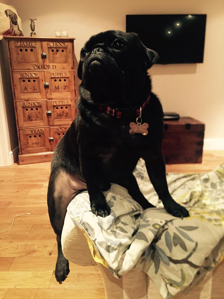 Cowboy Pug!! 🏇🏻 #pug #cute #uncomfortable