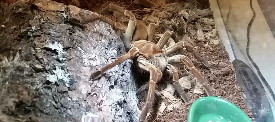 OCHIS_Education's tweet photo. Herp highlight. Tarantulas. Some of our members pets. One found in the field. #tarantuala #ochis #herpsociety http://t.co/Scijywr2M2
