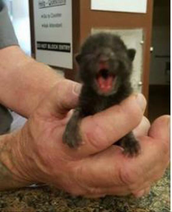 loridowney3's tweet photo. 🆘A few days old 🍼alert
Newborn #SanBernardino #CA needs out NOW!
http://t.co/HJQjLq75Fi
Via>@PawsWW &amp; @BeepBeepKittey http://t.co/VOSdIPvSmB