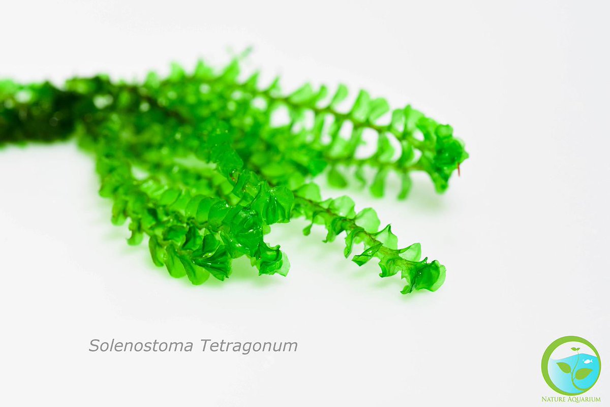 nataquarium's tweet photo. Moss needed ???few examples of mosses available in our store..We are shipping worldwide.. http://t.co/Plw6TEiN34