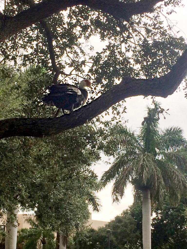 We're not allowed in the buildings, but now we in the treetops