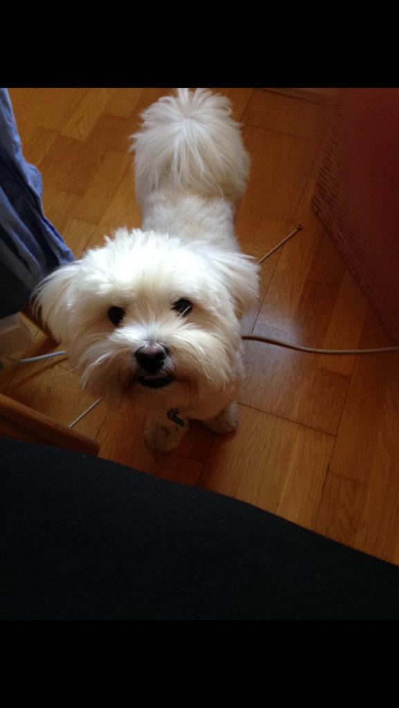 JulesBrame's tweet photo. @getreading @rdgchronicle @rickygervais pls retweet. Lost this little man by the canal A33. #getoreohome http://t.co/OPKVtVko8d