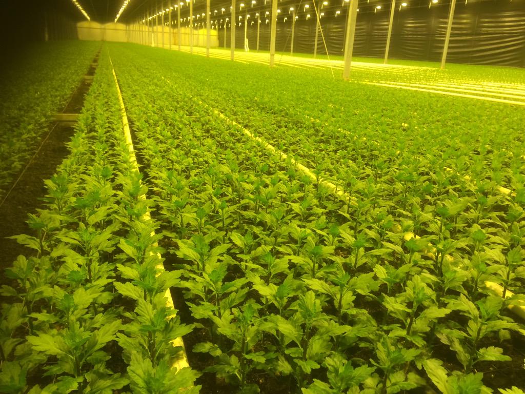 De start van een nieuw veelbelovend ras van Dummen orange bij ons in de kas