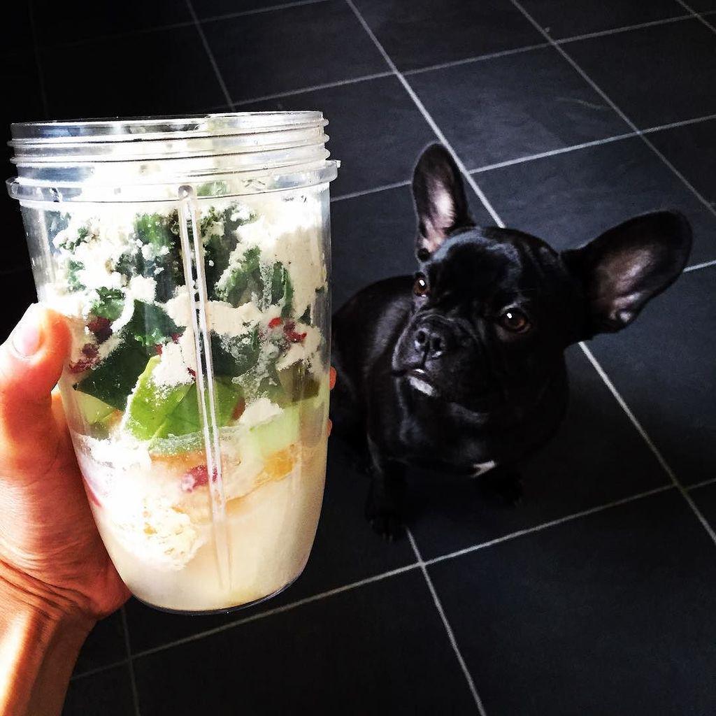 NUTRiBULLETFans's tweet photo. Daddy loves his Nutribullets, when I'm a big girl daddy said I can have some 😍🐾#frenchbulldog #frenchie #woddogs #d… http://t.co/VZdqFqz8H0