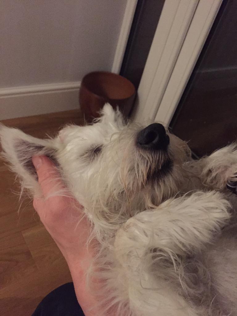 LittleLewieBoo's tweet photo. I fell asleep in big brothers arm tonight after puppy class. #TiredPuppy http://t.co/BQZLV9GPrZ