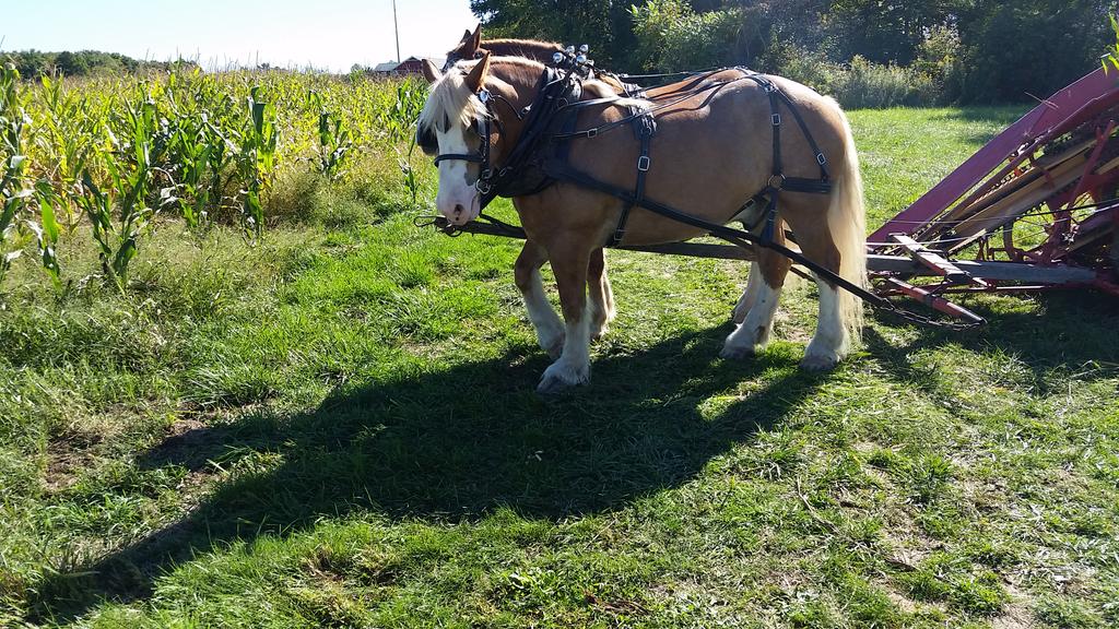 LakeMetroparks's tweet photo. Draft horses pull the corn binder at #Farmpark. See the horses plow the field at #FallHarvestWeekends #thisweekend. http://t.co/JbTni7lr4W