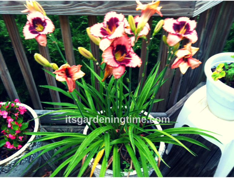 itsgardeningtime tweet media