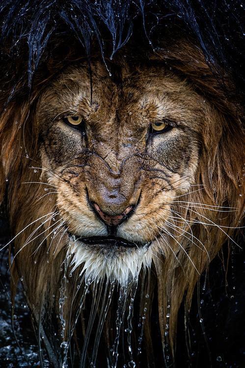 Sarge_BUCC's tweet photo. @BUCCLIONS the lions are coming http://t.co/UdL9MpwYPb