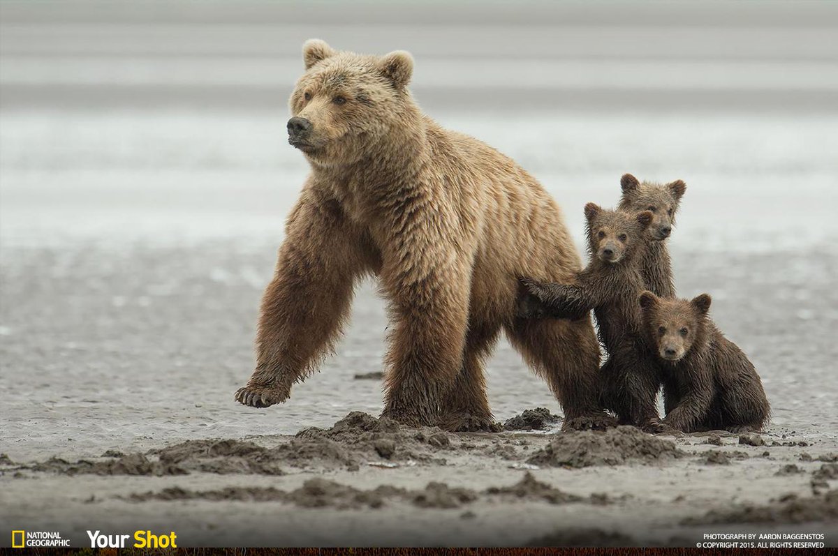 Nat Geo Photography tweet media