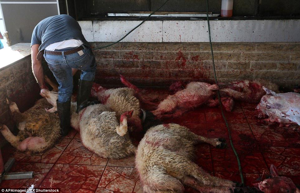 DailyMail's tweet photo. Muslims around the world gather to sacrifice cattle in celebration of Eid al-Adha http://t.co/ChF3kqru5n http://t.co/60SaxC0F0q