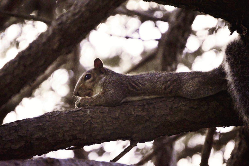 mattie_essex's tweet photo. #SquirrelMonth #LifeatOlivet (Photo creds: Emma Yourdon) http://t.co/rjdI5DL4V9