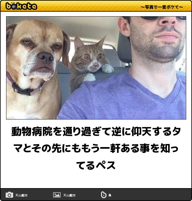 ボケて Bokete 公式 Pa Twitter 動物病院を通り過ぎて逆に仰天するタマとその先にももう一軒ある事を知ってるペス ボケて Http T Co Ae6iyyy3wv Http T Co Zo7co1ihkm