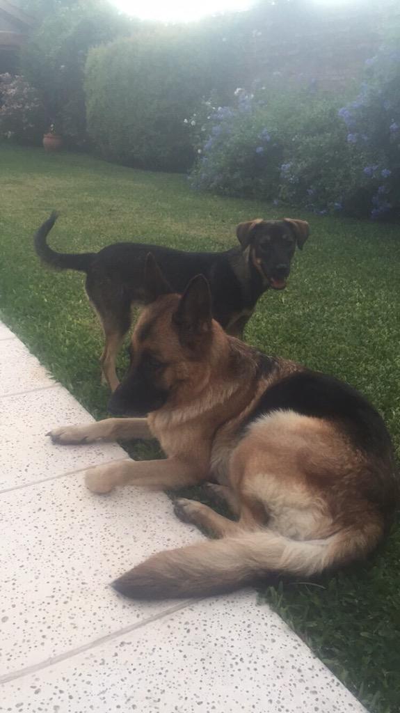 Lulanun's tweet photo. Se perdieron mis dos perras hoy por Gaspar Campos y el barrio el Tato, por favor si alguien más vio comuníquese. Rt http://t.co/uUjarvdHyY
