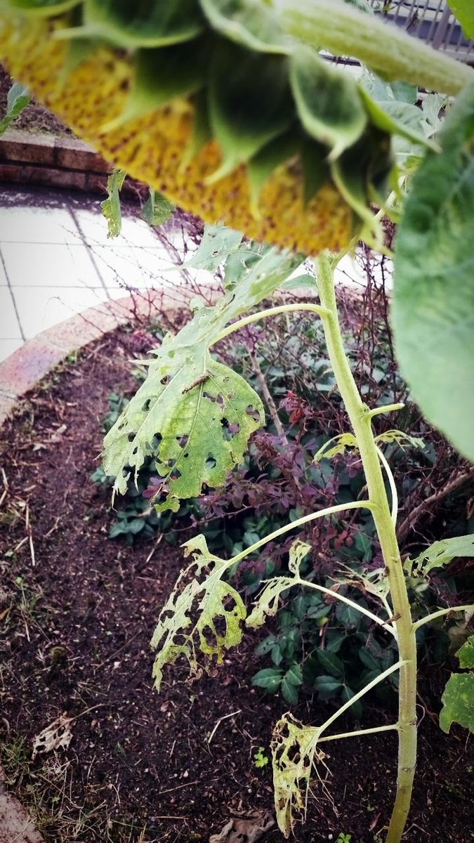 あお 葉っぱの虫食い柄がいい感じ 種取りも楽しみだな 会社の花壇 ひまわり 虫食い柄 Http T Co 1hfqityssk Twitter