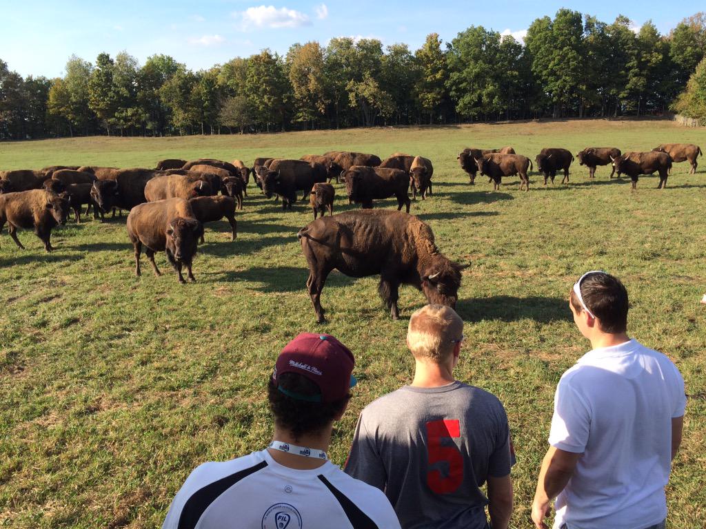 AndyEllison's tweet image. We got a tour of the reservation and met some buffalo! We play Australia tomorrow1:30pm (8:30 GMT) @SportManchester