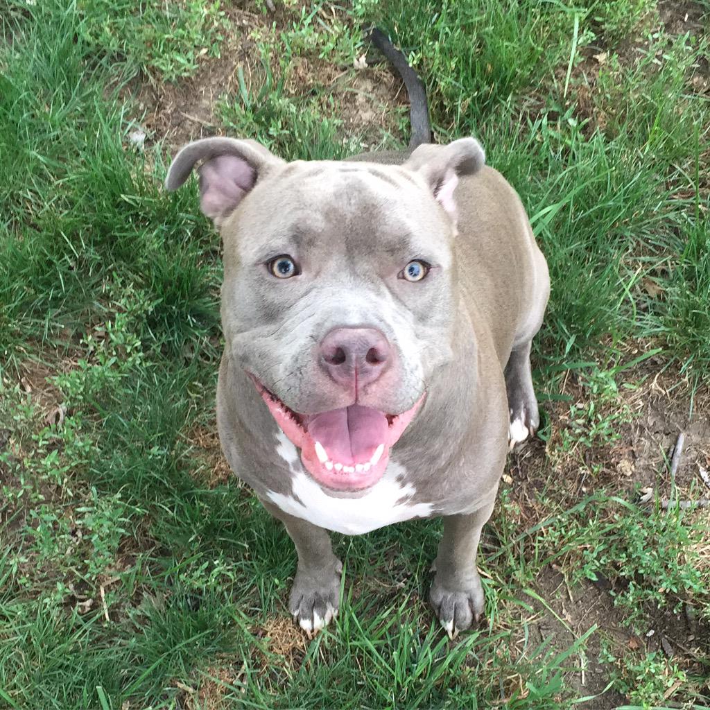 _hearnedoggs's tweet photo. #samson #pitbull #banidiotsnotpitbulls http://t.co/jKMPO0AMql