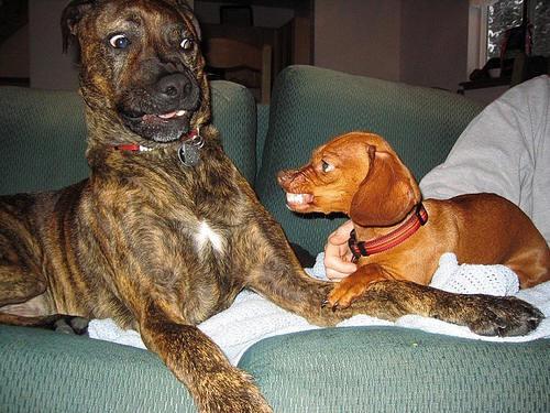 WNKTLKRADIO's tweet image. #IAvoidConflictBy finding the biggest dog in the joint and kicking his suckah ass.