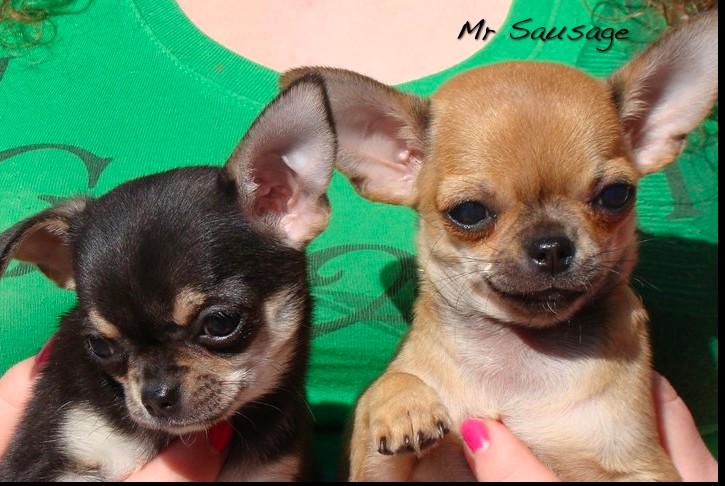 iRazasdePerros's tweet photo. Raza:Chihuahua
Origen: México
Peso: 1 a 2.75 kg
Tamaño: Pequeño
Carácter: Vivaz, Devoto, Alerta, Rápido, Valiente http://t.co/SOivs6xRTH