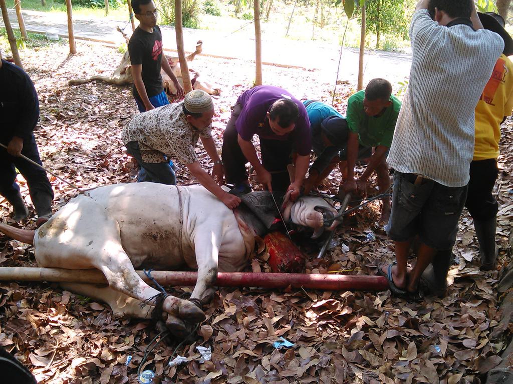 Penyembelihan hewan qurban di maskam undip