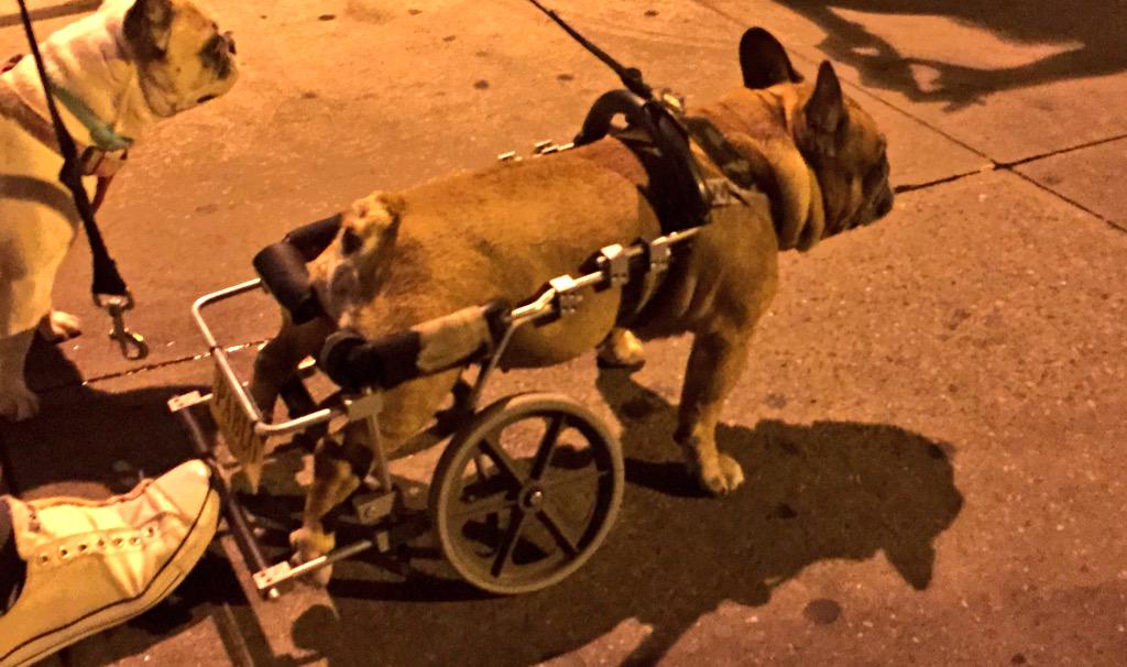 Samynemir's tweet photo. Only in #NYC: #MeetPablo, a dog on a "wheelchair" with a named plaque http://t.co/kDbwlINuTG