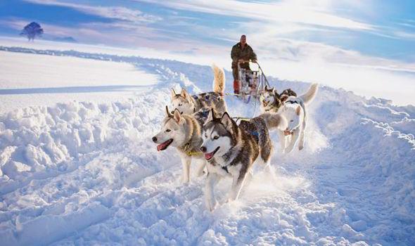 Husky Rides in Wonderland! Book your sled for Christmas &amp; New Year #Chamonix #winterscoming