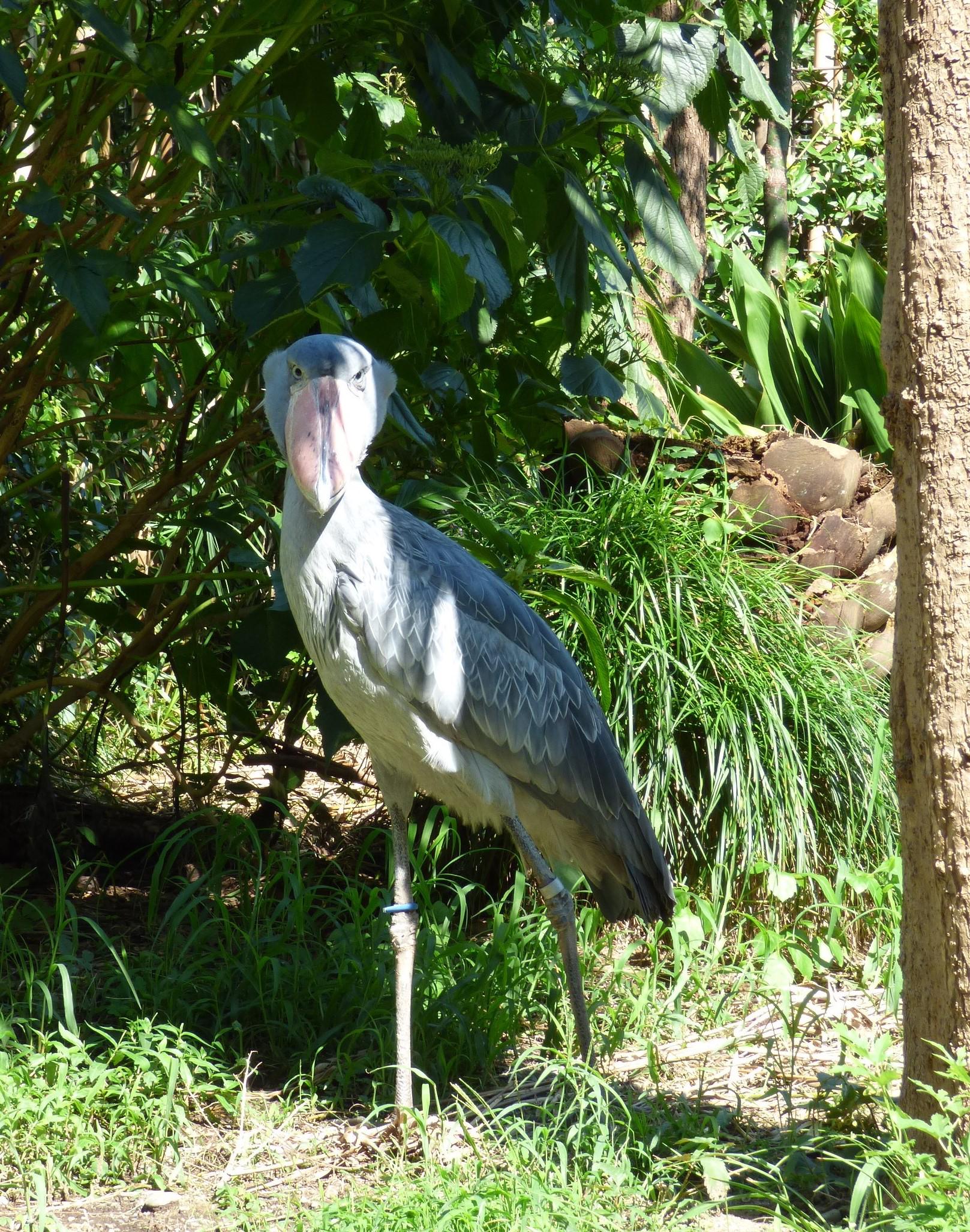 上野動物園 公式 動かない鳥 として最近大人気のハシビロコウ でも実はまばたきをしたり 羽づくろいをしたり 時には羽ばたいたりと沢山動いていますよ じっくり観察して 動く ハシビロコウを是非見てくださいね Http T Co Le29tqzoqi Twitter